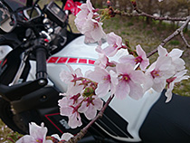 寒桜の思いやり
