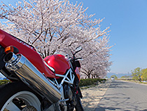 花見日和