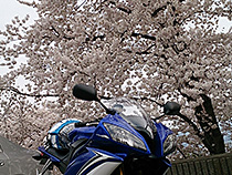 R6-初花見-