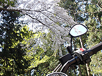BOLTと桜