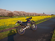 桜堤