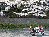 桜とバイク
