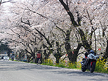 桜のトンネル
