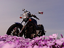 芝桜