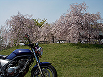 しだれ桜