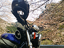 桜と愛車