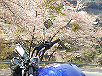 桜街道