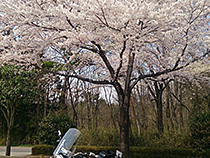 桜の華と鉄の馬