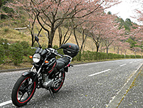 名残りの桜道