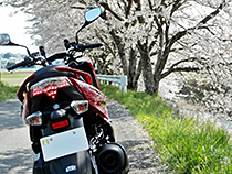 20年ぶりの桜並木