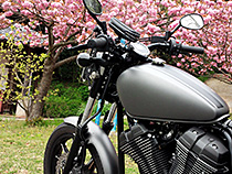 桜さく