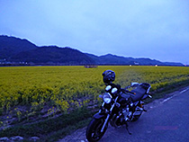 nanohana