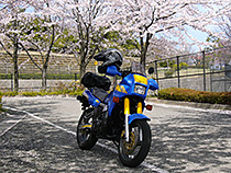桜と