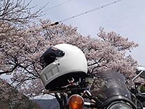 春なのだ