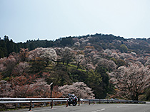 吉野の便り