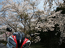 桜を背負って