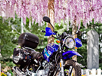 ふじだなの木漏れ日