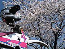 DTと見上げる桜