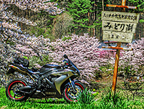 絶景桜ツー！