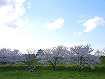 関宿城と桜