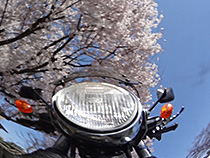 メッキ桜