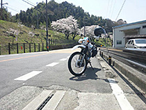 学文路の桜とセロー君