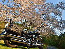 桜花絢爛