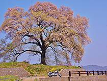 ドラスタと一本桜