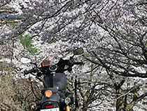 穴場の桜