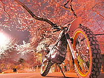 セロ桜