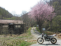 廃墟とセローと山桜