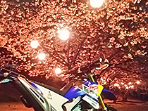 夜、桜
