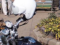 球春到来