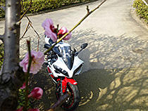 梅とR1