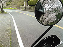 wrxとyuri桜