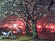夜桜
