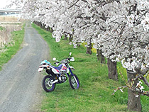 桜の季節