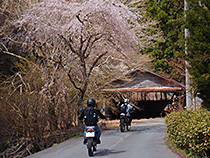 山里の春
