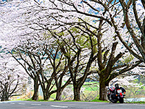 湖北の桜たち