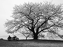 凛と咲く