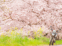 満開の桜とセロー