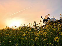 菜の花と夕暮れ
