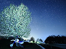 コブシの花と星空へ