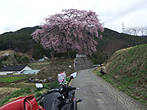 すごい桜は身近にある