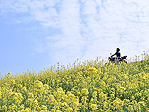 バイクで感じる春の花