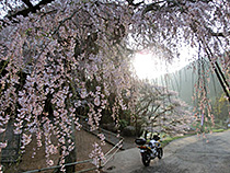 朝のしだれ桜
