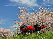 桜と青空と