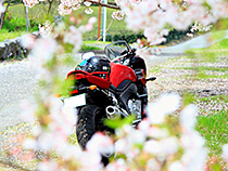 桜並木で