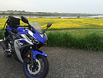 菜の花大陸