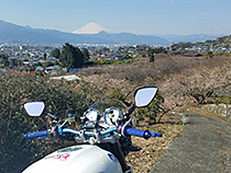 梅林と富士山とXJR